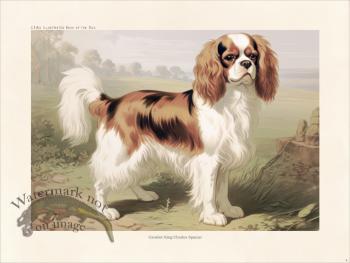 CFA Dog Cavalier King Charles Spaniel 04